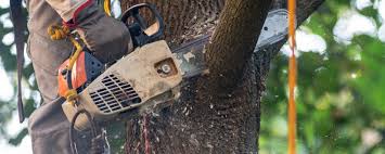 Best Tree Disease Treatment  in Princeton, NJ