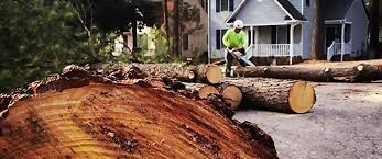 How Our Tree Care Process Works  in Princeton, NJ