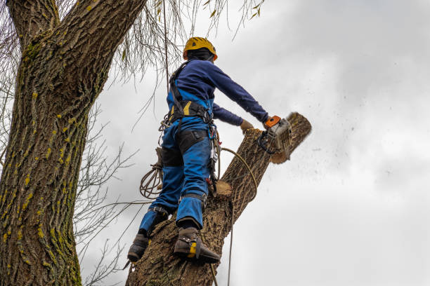 Best Arborist Consultation Services  in Princeton, NJ