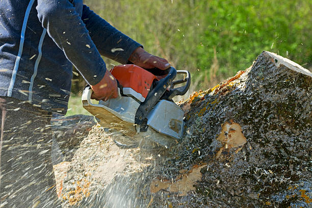 Best Stump Grinding and Removal  in Princeton, NJ